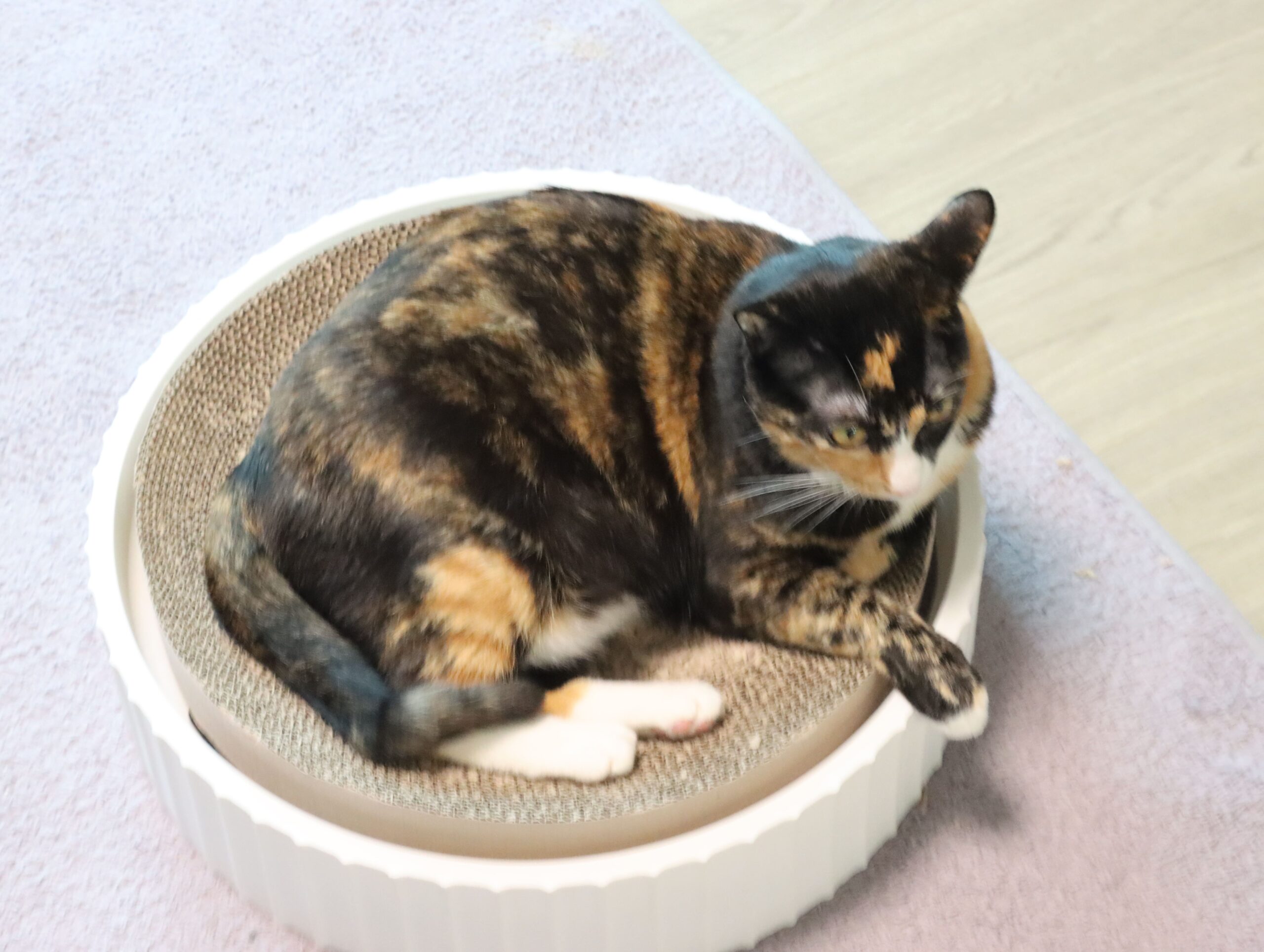 고양이 목욕 주기