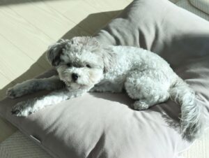 강아지