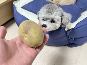 강아지 감자