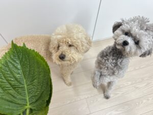 강아지 깻잎