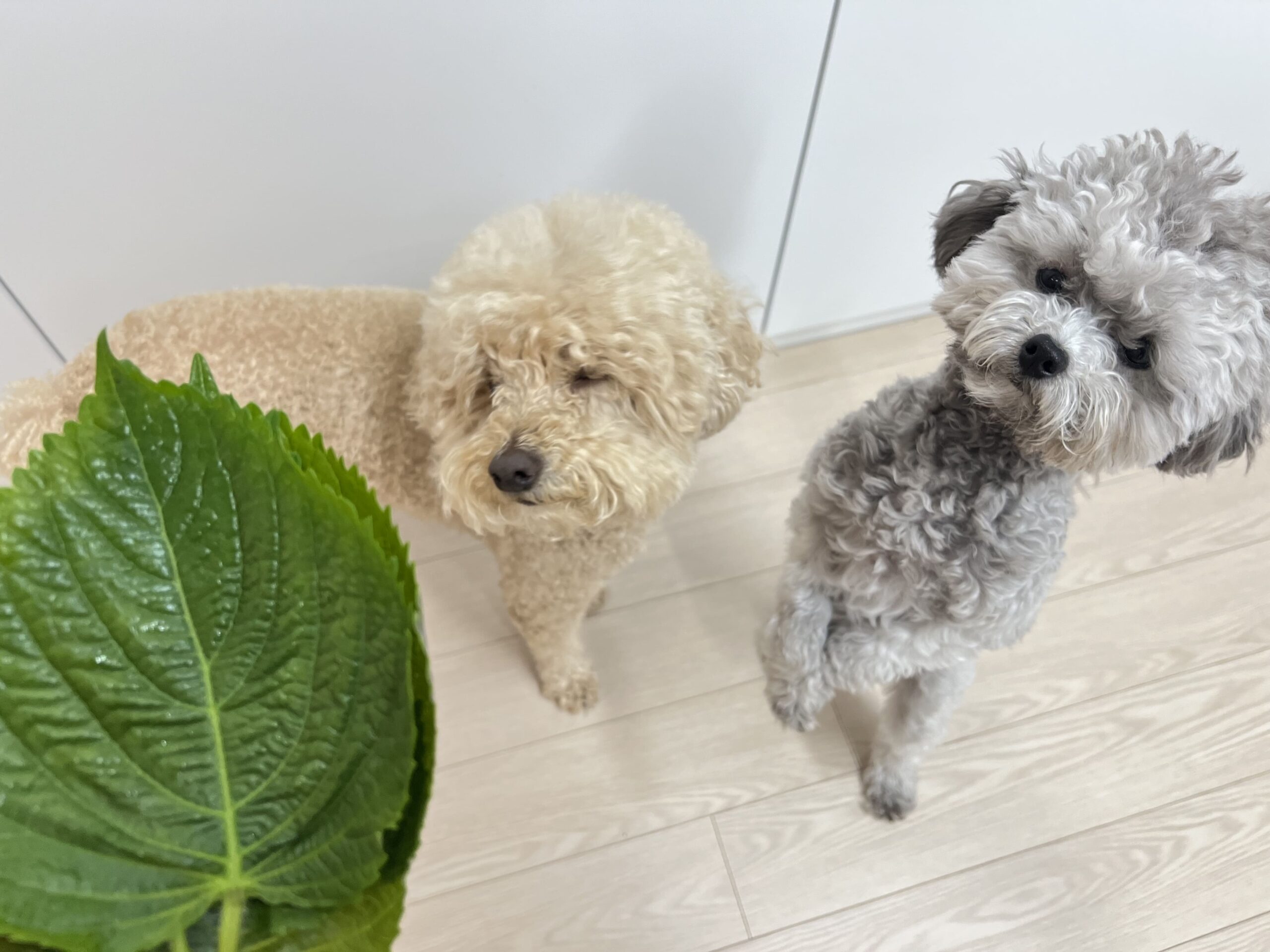 강아지 깻잎