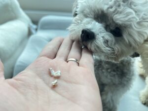 강아지 이갈이 시기