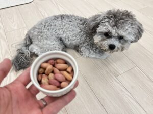 강아지 땅콩
