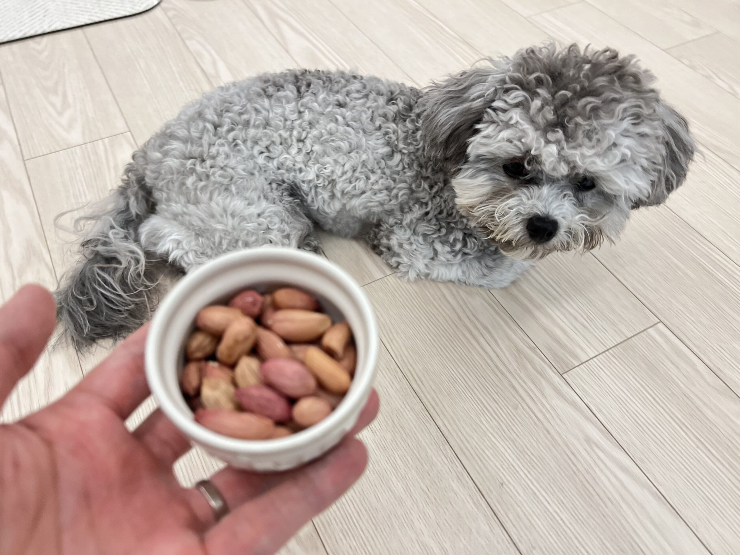 강아지 땅콩