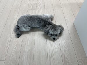 강아지 평균 수면시간