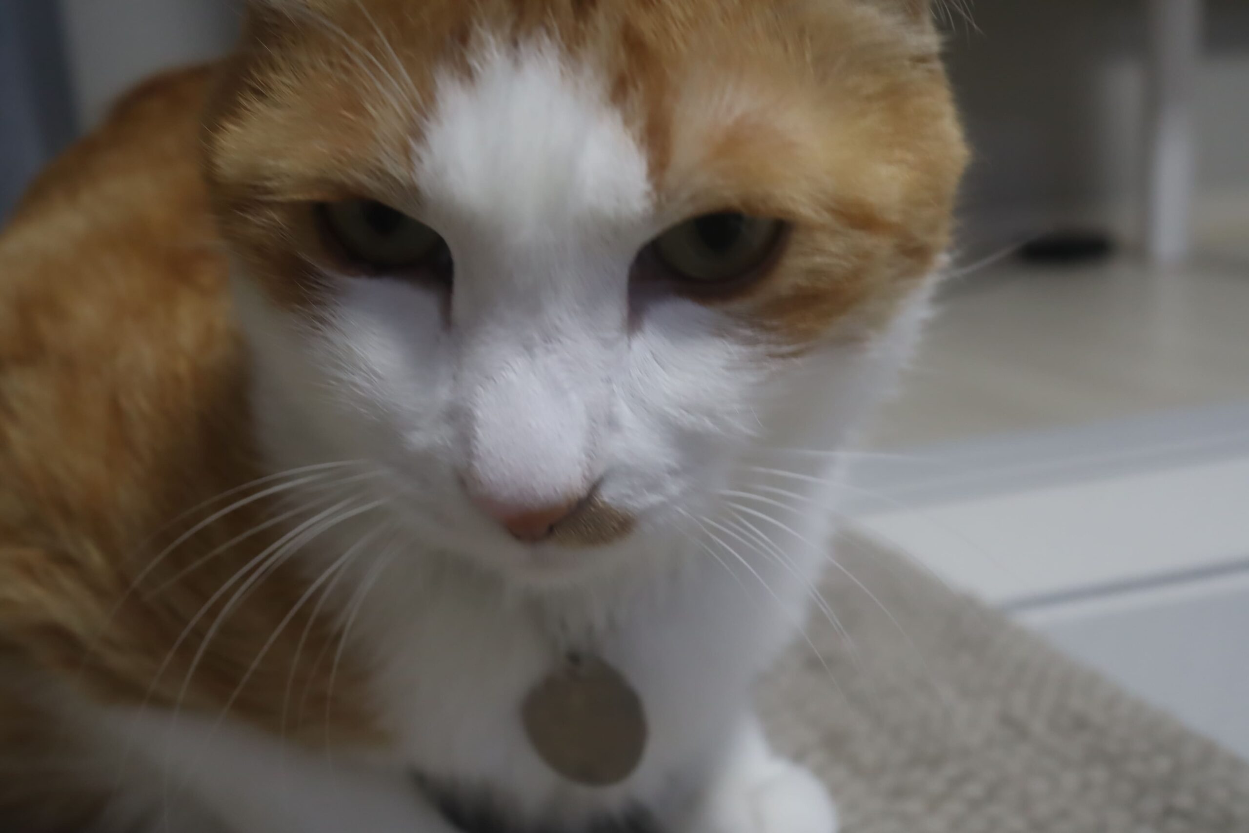고양이