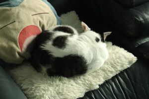 고양이 삼겹살
