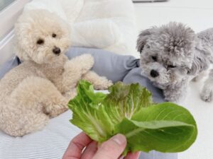 강아지 상추 먹어도