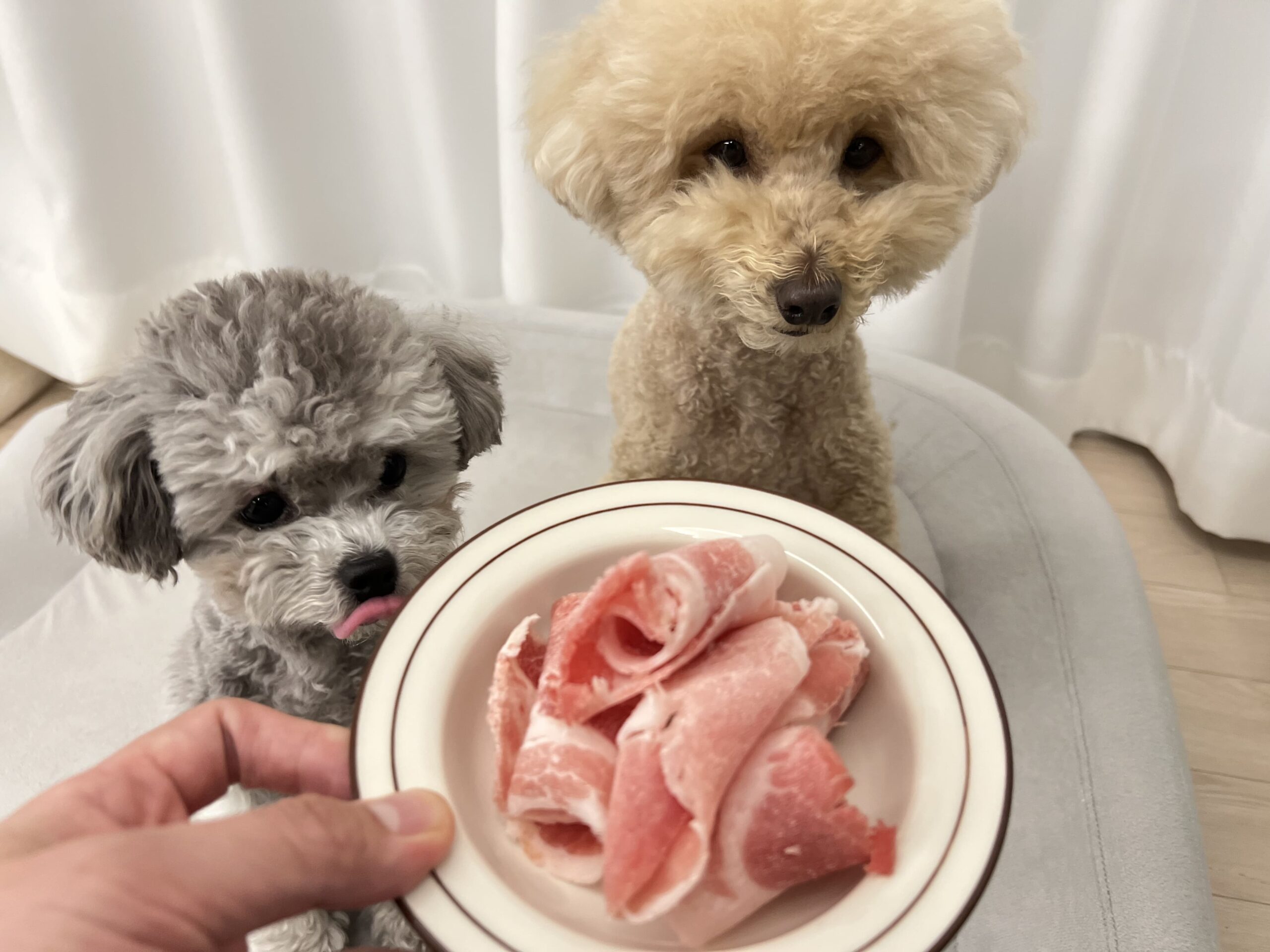 강아지 삼겹살 먹어도 되나요