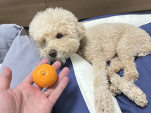 강아지 귤