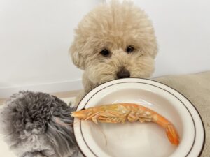 강아지 새우 먹어도