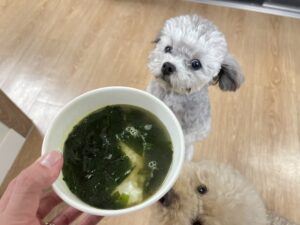 강아지 미역국 만들기