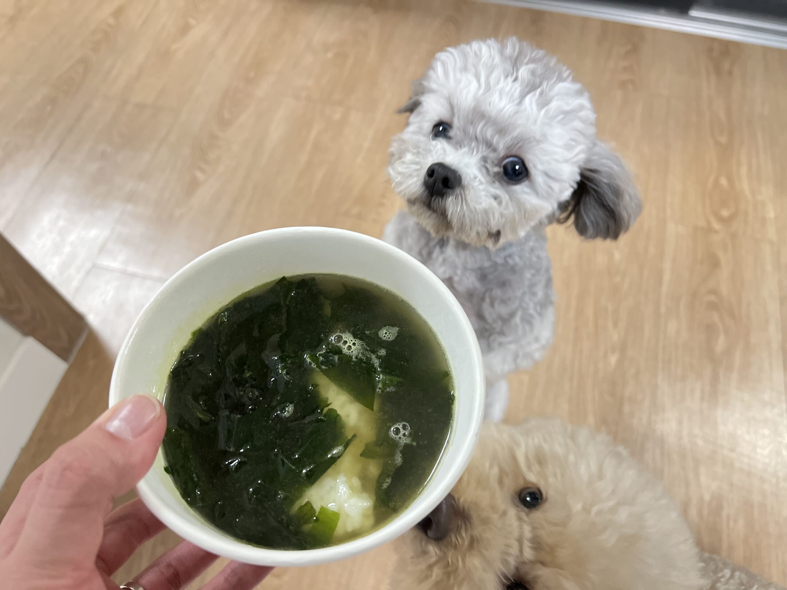 강아지 미역국 만들기