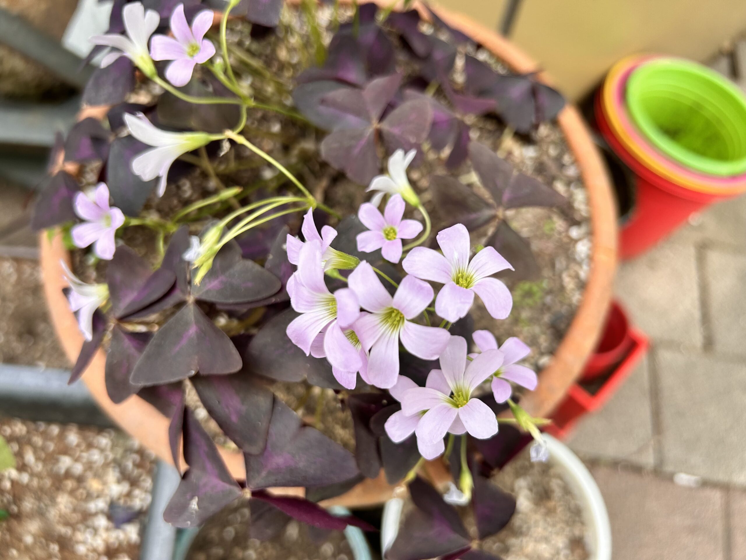 사랑초