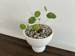괴근식물 스테파니아 에렉타