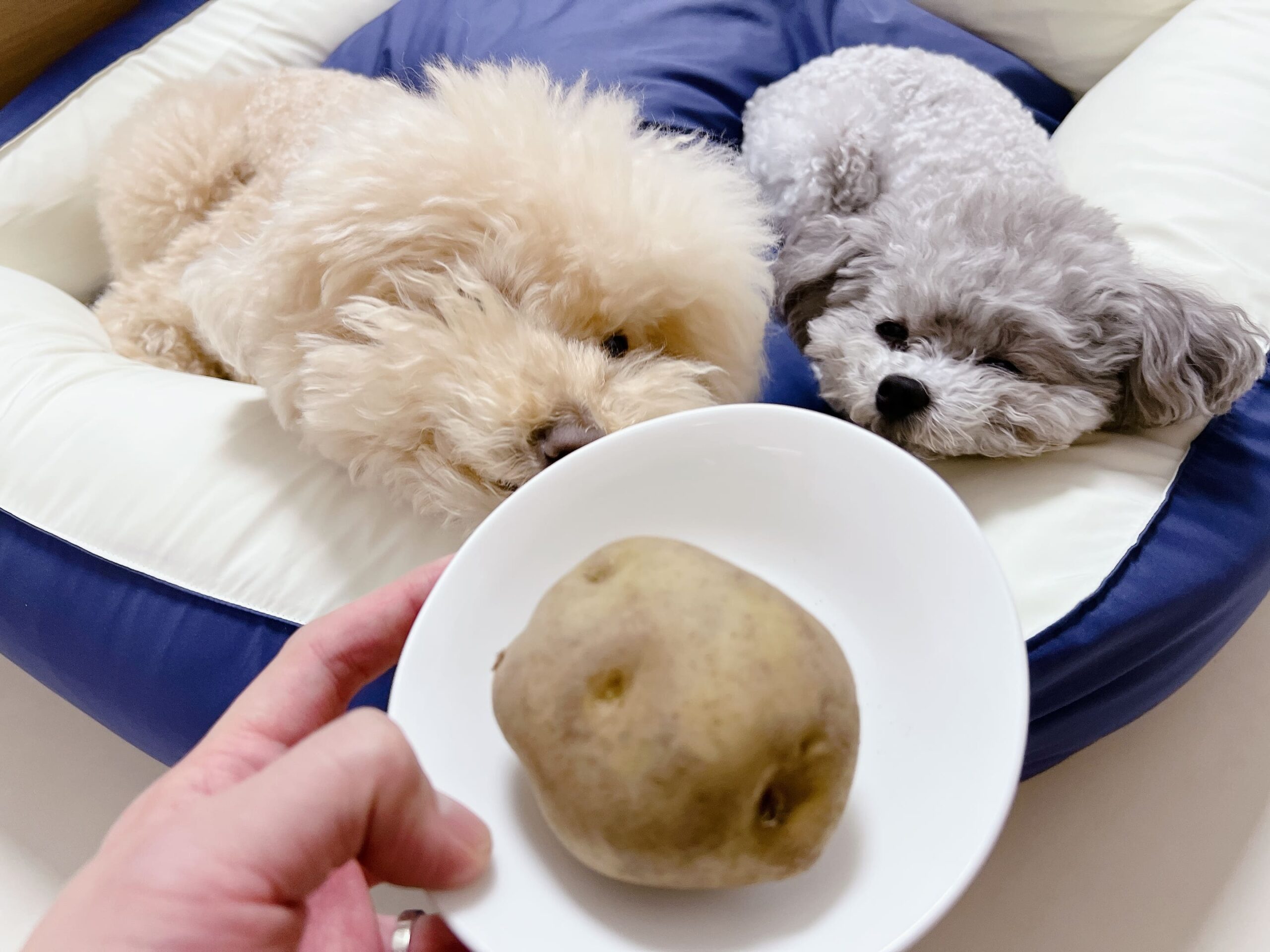 강아지 감자