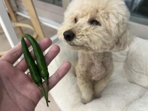 강아지 고추