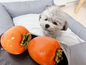 강아지 감