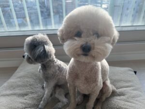 강아지 백내장