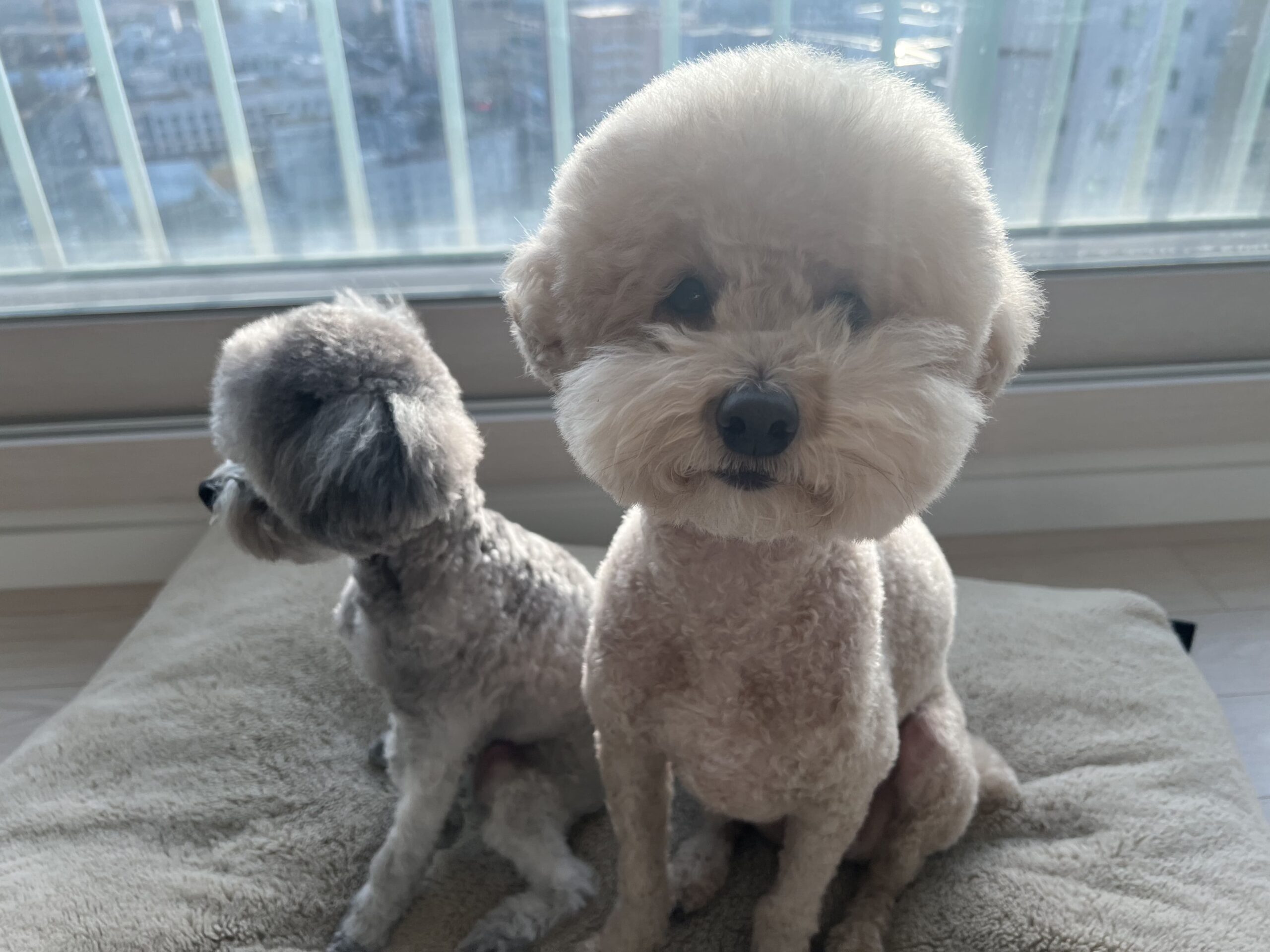 강아지 백내장
