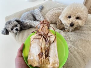 강아지 오징어